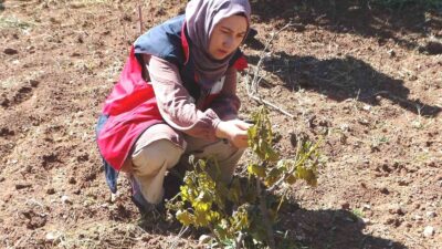 HİSARCIK’TA DON OLAYINDA SEBZE EKİLİ ALANLAR VE MEYVE AĞAÇLARI ZARAR