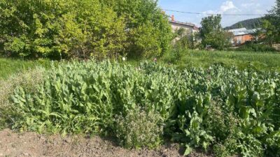 EMET’TE JANDARMA İZİNSİZ EKİLEN HAŞHAŞI İMHA ETTİ