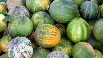 KARAHALLI KAVUNU ULUSLARARASI LEZZET KATALOĞU ARK OF TASTE LİSTESİNE KABUL