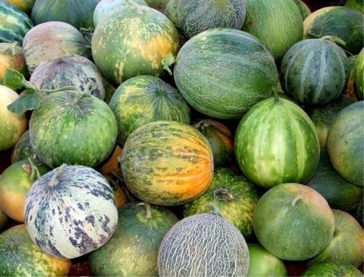 KARAHALLI KAVUNU ULUSLARARASI LEZZET KATALOĞU ARK OF TASTE LİSTESİNE KABUL