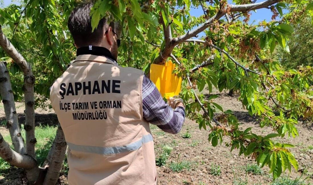 ŞAPHANE’DE KİRAZ SİNEĞİ ZARARLISINA