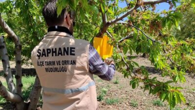 ŞAPHANE’DE KİRAZ SİNEĞİ ZARARLISINA KARŞI FEROMON TUZAKLARI