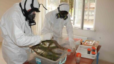 SİMAV’DA ÇAM KESE BÖCEĞİ İLE BİYOLOJİK MÜCADELE