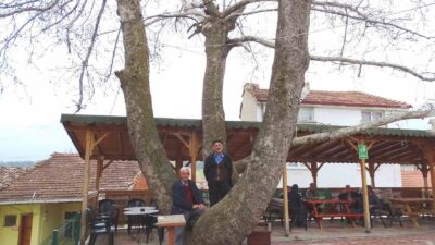 EMET YENİCEKÖY’DEKİ 250 YILLIK ÇINAR AĞACI İLGİ ODAĞI