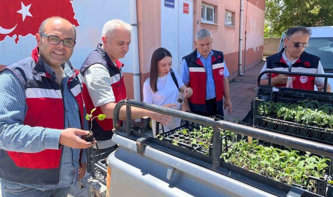 ALTINTAŞ’TA İLKOKUL ÖĞRENCİLERİNE SEBZE