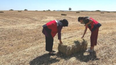 EMET’TE YEM BİTKİLERİ DESTEKLEMESİ ARAZİ KONTROLLERİ