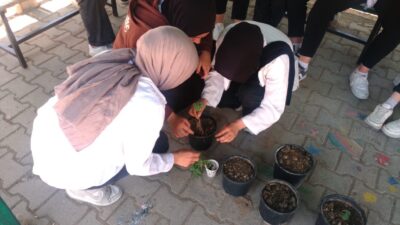 HİSARCIK ANADOLU LİSESİNDE ALTIN ÇİLEK DİKİMİ YAPILDI