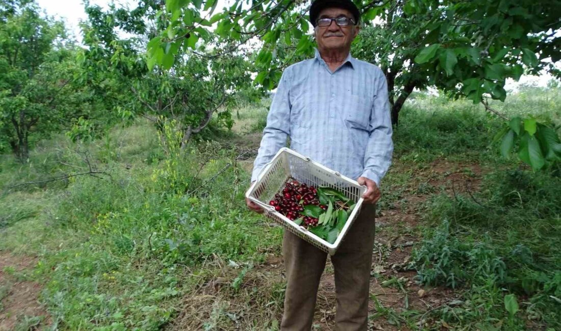 78 YAŞINDA, 22,5 DÖNÜM