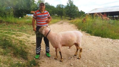 HİSARCIK’TA GÜVENLİK GÖREVLİSİ 150 KİLO GELEN MERİNOLANDSCHAF CİNSİ KOÇ YETİŞTİRDİ