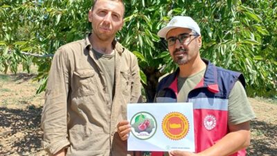 KÜTAHYA KİRAZININ TESCİL ÇALIŞMALARI İÇİN NUMUNE ALIMI