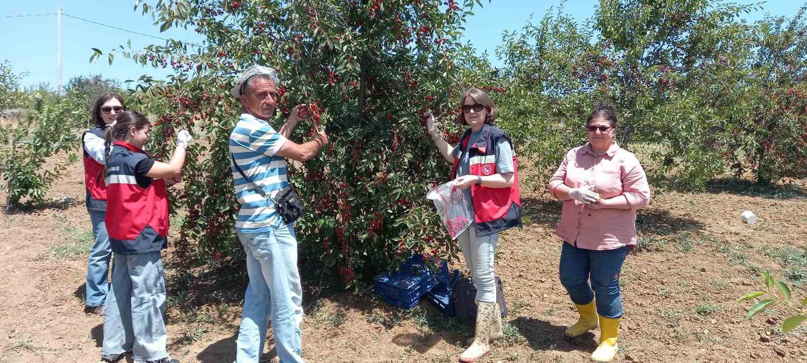 Kütahya’da kiraz ve vişne numunesi alımları