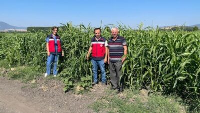 SİMAV’DA EKİMİ YAPILAN YÜZDE 50 HİBE DESTEKLİ SORGUM SUDAN OTU