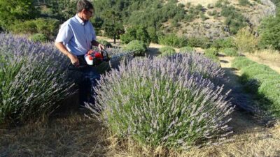 KÖYLÜ GİRİŞİMCİ 6 YILDIR GEÇİMİNİ LAVANTADAN SAĞLIYOR