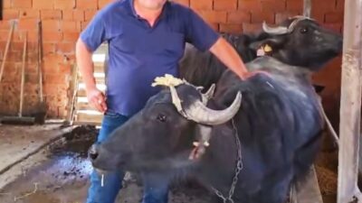 KÜTAHYA’DA KÖYLERE MANDA DESTEĞİ