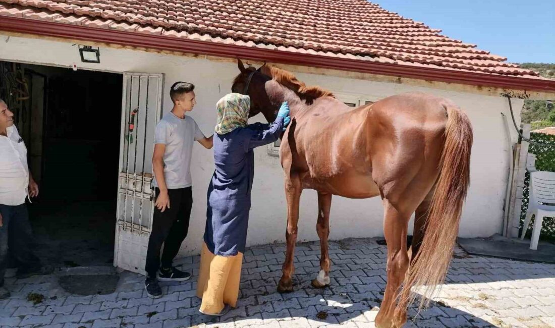 TAVŞANLI’DA ATLARDA SAĞLIK TARAMASI