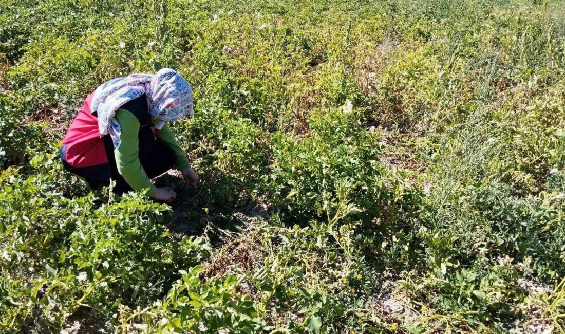 TAVŞANLI’DA PATATES ÜRETİMİ YAPILAN