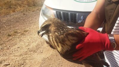 TAVŞANLI’DA YARALI HALDE BULUNAN ŞAHİN TEDAVİSİNİN ARDINDAN DOĞAYA SALINACAK