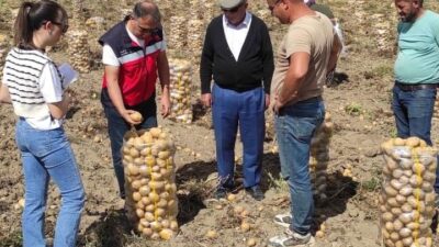 ALTINTAŞ’TA PATATES EKİLİŞ VE HASAT KONTROLLERİ