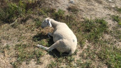 KÜTAHYA'NIN DOMANİÇ İLÇESİNE BAĞLI MURATLI KÖYÜNDE MEYDANA GELEN TRAFİK KAZASINDA,