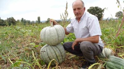 HİSARCIK’LI ÜRETİCİ YETİŞTİRDİĞİ 20-30 KİLOLUK DEVASA BAL KABAKLARINA PAZAR ARIYOR