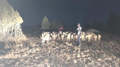 KÜTAHYA’DA KAYBOLAN 92 KÜÇÜKBAŞ HAYVANI JANDARMA BULDU