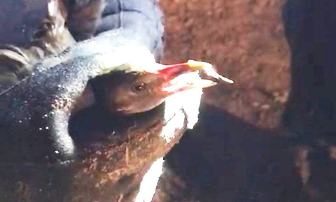 KÜTAHYA YEDİGÖLLER’DE YARALI HALDEKİ KARABATAK YAVRUSUNU AFAD KURTARDI