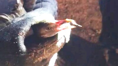 KÜTAHYA YEDİGÖLLER’DE YARALI HALDEKİ KARABATAK YAVRUSUNU AFAD KURTARDI