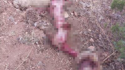 KÜTAHYA'NIN GEDİZ İLÇESİNDE BİR KOYUNUN ATI TARAFINDAN PARÇALANMASI ÇOBANLARI TEDİRGİN