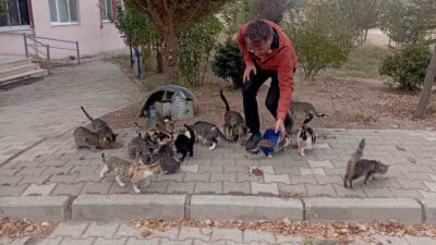 HİSARCIK’LI ESNAF 30 SOKAK KEDİSİNE BAKIYOR