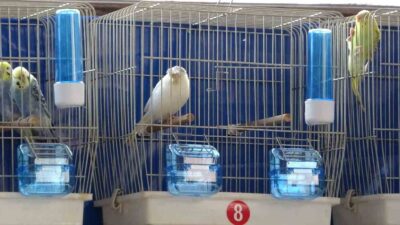 KÜTAHYA'DA 'KUŞ BORSASI' RENKLİ GÖRÜNTÜLERE VE KIRAN KIRANA PAZARLIKLARA EV