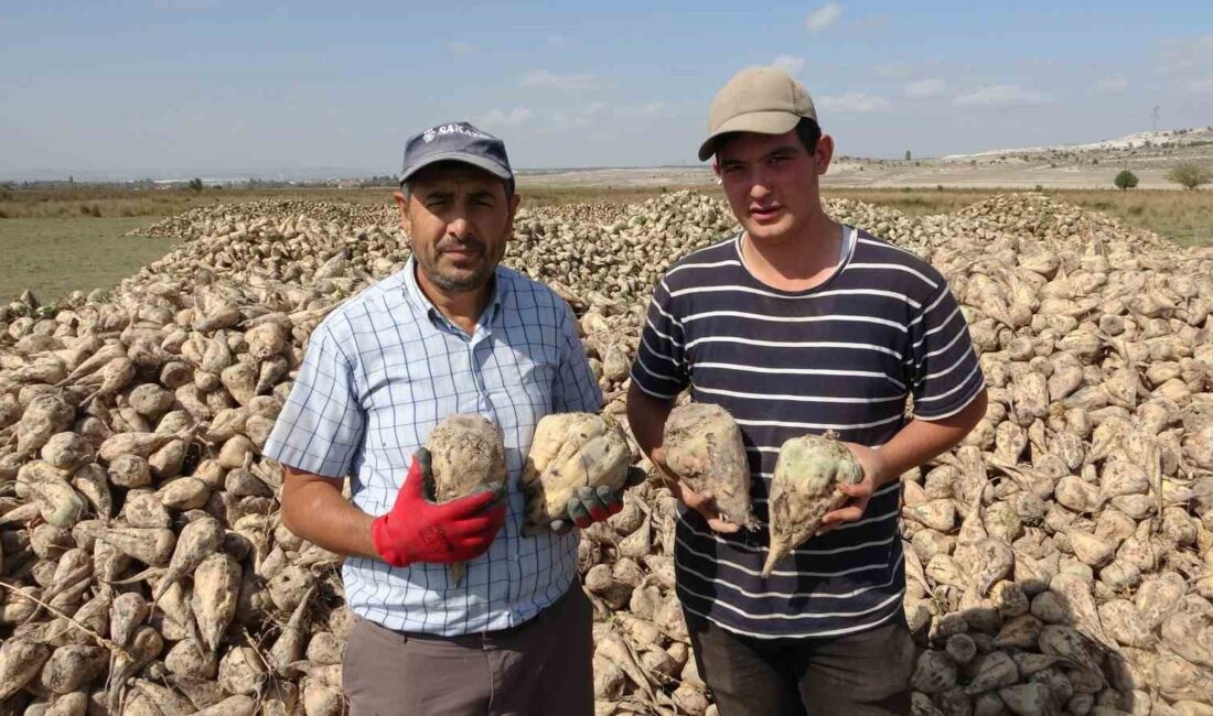 KÜTAHYA'DA PANCAR HASADI BAŞLADI