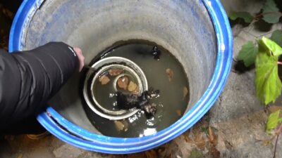 KÜTAHYA'DA 3 YAVRU KEDİ SU DOLU VARİLDE ÖLÜ BULUNDU. KEDİLERİN