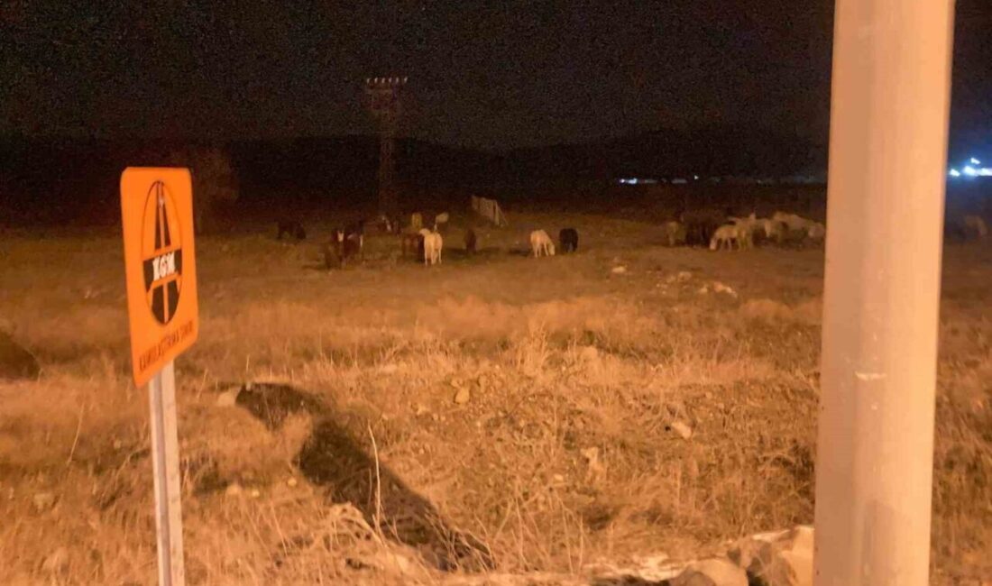 Kütahya’nın Tavşanlı ilçesinde, doğal yaşam alanlarında yaşayan yılkı atları, şehir