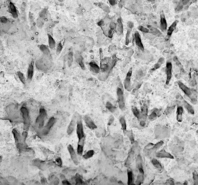 AVUSTRALYA, – AVUSTRALYA’da bir okulda, kaya parçası üzerinde 66 fosilleşmiş