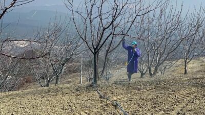 Kütahya’nın Pazarlar ve Şaphane ilçelerinde kiraz, vişne ağaçlarına fungal ve