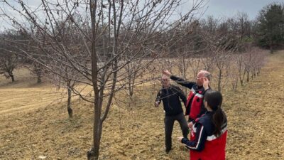 Pazarlar İlçe Tarım ve Orman Müdürlüğünce ilçede yetiştiriciliği yapılan kiraz