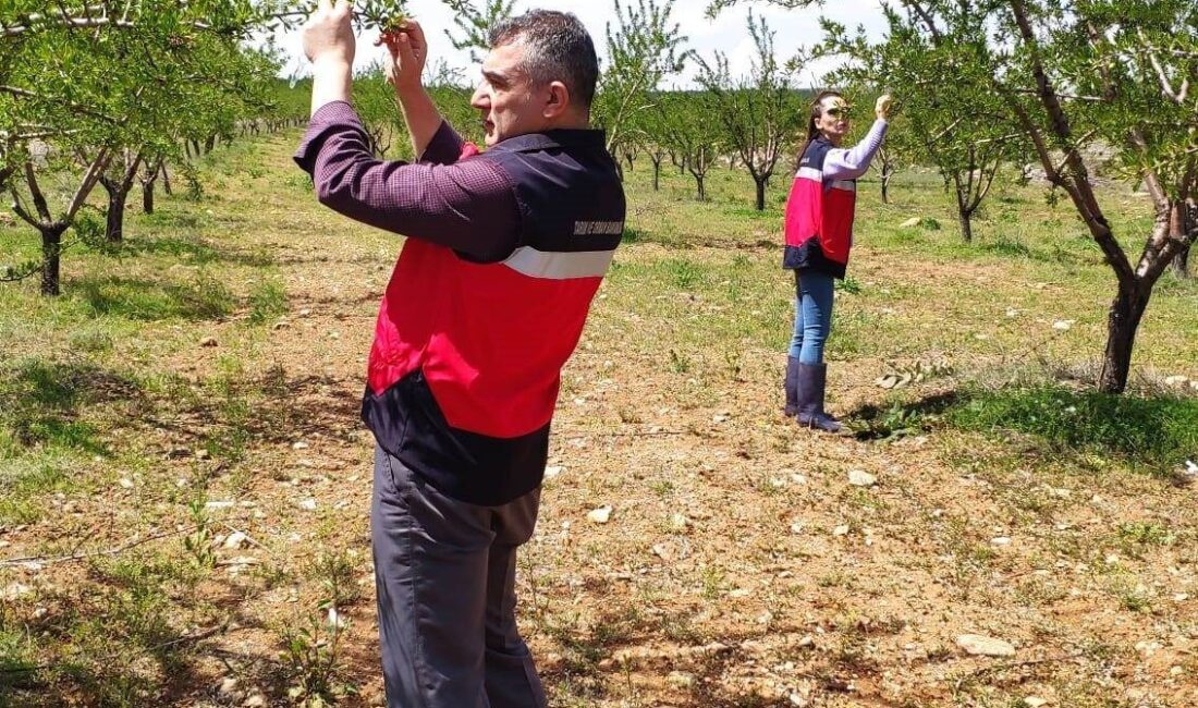 Kütahya’nın Altıntaş ilçesinde meydana gelen zirai don sonrası İlçe Tarım