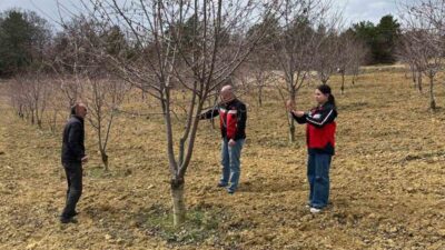 Kütahya Tarım ve Orman İl Müdürlüğü, Pazarlar ilçesinde kiraz ve