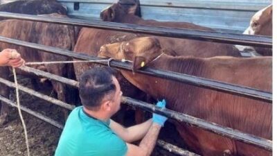 Kütahya’nın Pazarlar ilçesinde besicilik amacıyla yurt dışından ithal edilen hayvanların