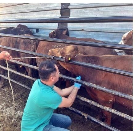 Kütahya’nın Pazarlar ilçesinde besicilik amacıyla yurt dışından ithal edilen hayvanların
