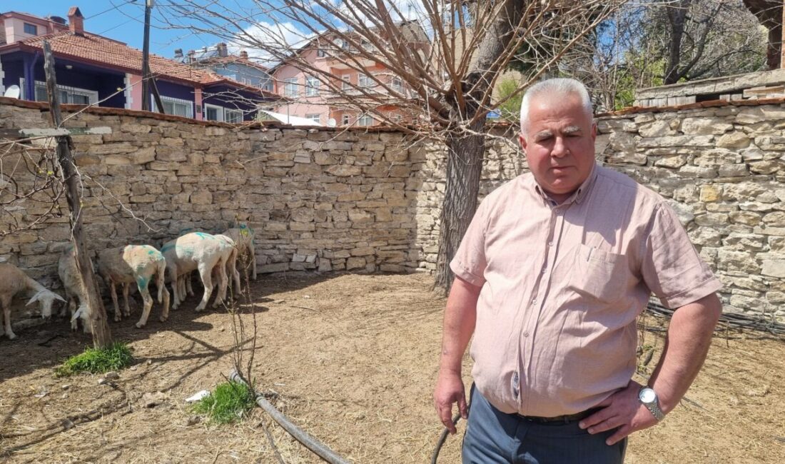 Mustafa YİĞİT/DOMANİÇ (Kütahya), – KÜTAHYA’nın Domaniç ilçesinde sokak köpekleri, bahçeye