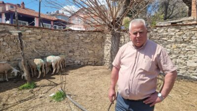 Mustafa YİĞİT/DOMANİÇ (Kütahya), – KÜTAHYA’nın Domaniç ilçesinde sokak köpekleri, bahçeye