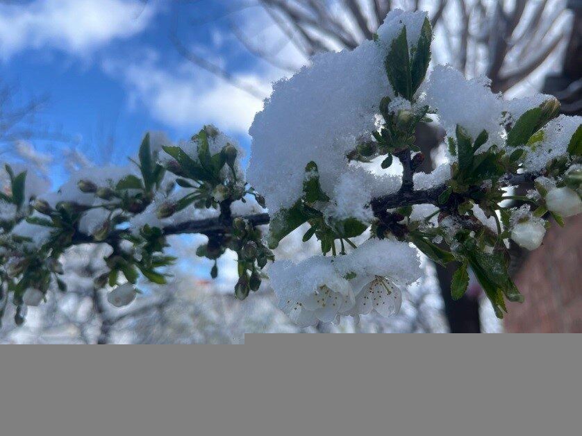 Kütahya’nın Tavşanlı ilçesi, nisan ayının ortasında beklenmedik bir kar yağışıyla
