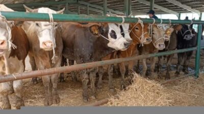 Kütahya genelindeki hayvan pazarları, 7 Nisan 2025 tarihi itibarıyla yeniden