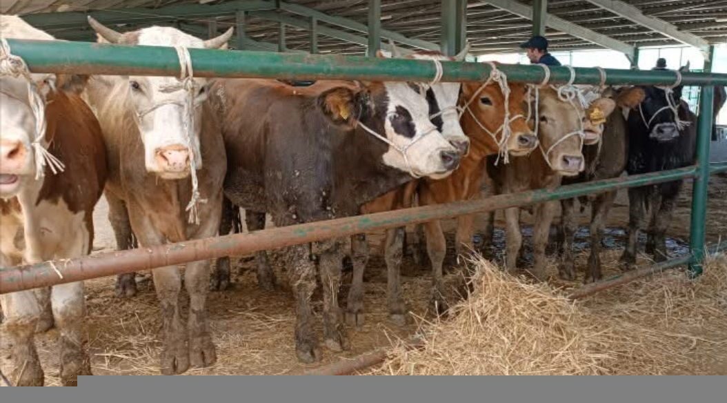 Kütahya genelindeki hayvan pazarları, 7 Nisan 2025 tarihi itibarıyla yeniden