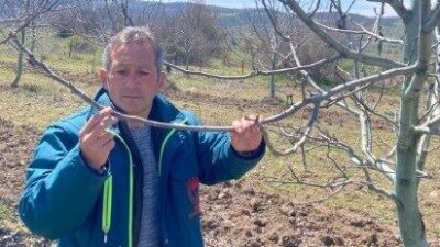 Kütahya’nın Tavşanlı ilçesinde zirai don afeti tespit çalışması başladı. Birçok