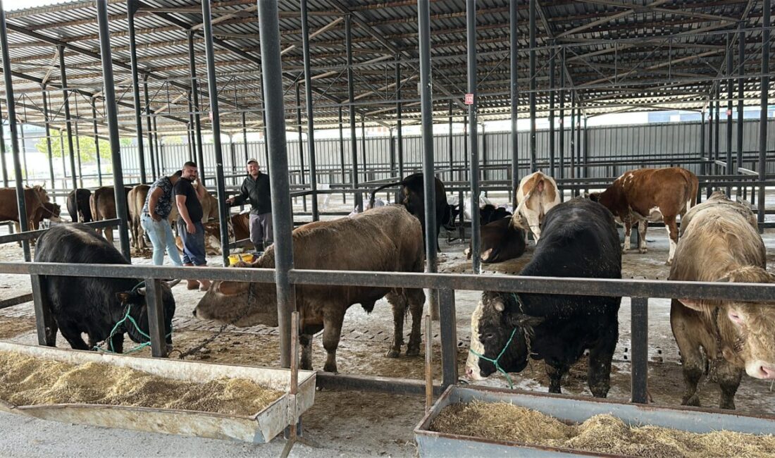 Oğuzhan KILIÇ/KÜTAHYA, – KÜTAHYA’da Kurban Bayramı öncesi canlı hayvan pazarı