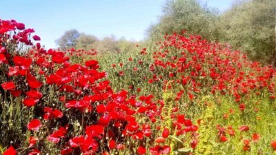 Kütahya’nın Hisarcık ilçesinde çay kenarını çiçek bahçesine dönüştüren gelincikler görsel