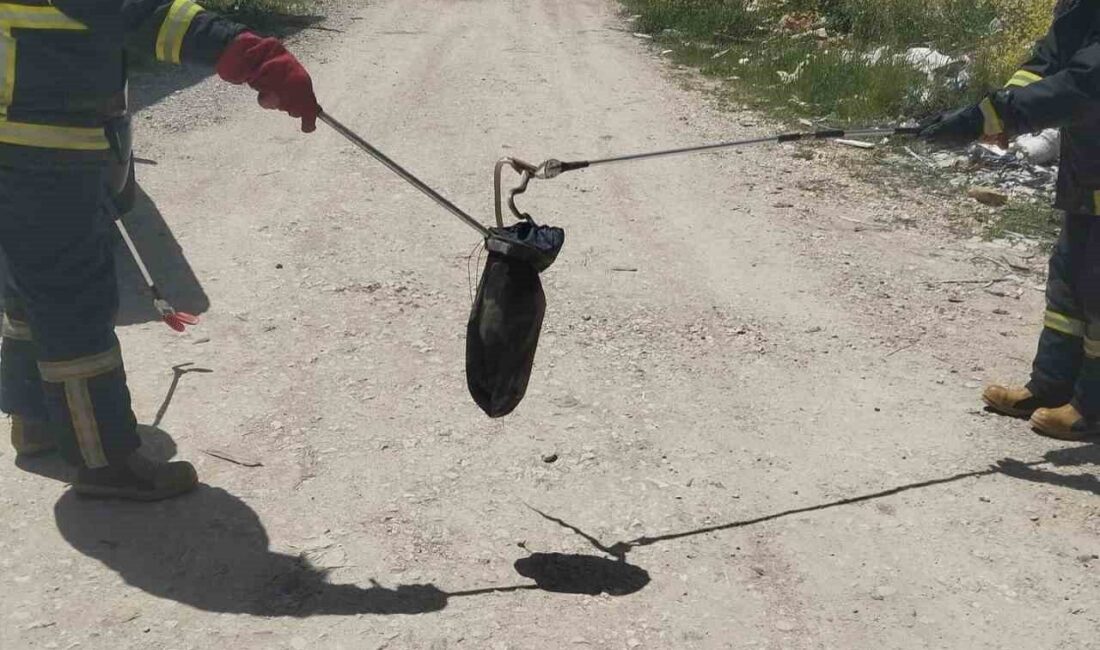 Kütahya’nın Gediz ilçesinde baharın müjdecisi olan doğanın uyanışıyla birlikte sürüngenler