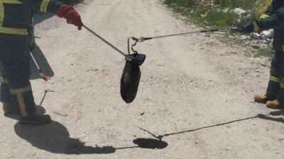 Kütahya’nın Gediz ilçesinde baharın müjdecisi olan doğanın uyanışıyla birlikte sürüngenler